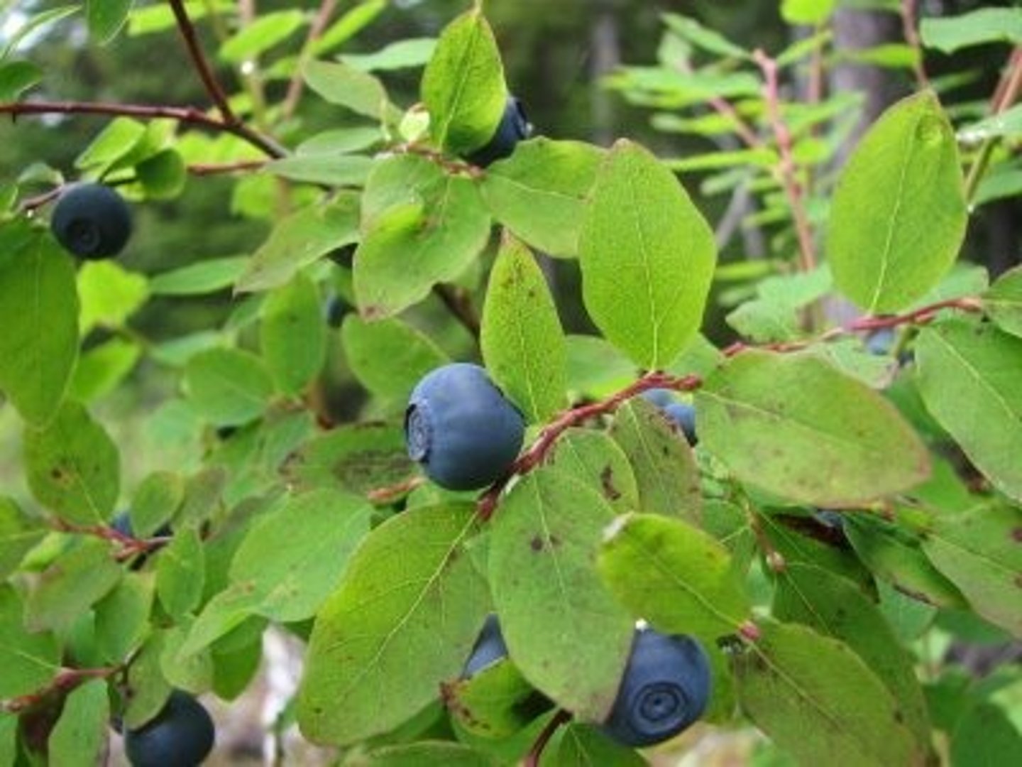 <p>Edible berries</p><p>Produces sweet blue fruits eaten by bears, birds, and humans.</p><p>Leaves oval and generally smooth at the margins</p><p>shrub</p><p>- Common in middle to subalpine elevations</p><p>- Key summer food source for wildlife.</p>