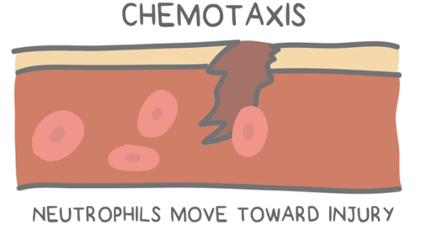<p>chemotaxis (can be positive/negative)</p>