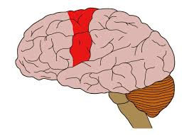 <p>controls voluntary movement and motor learning</p>