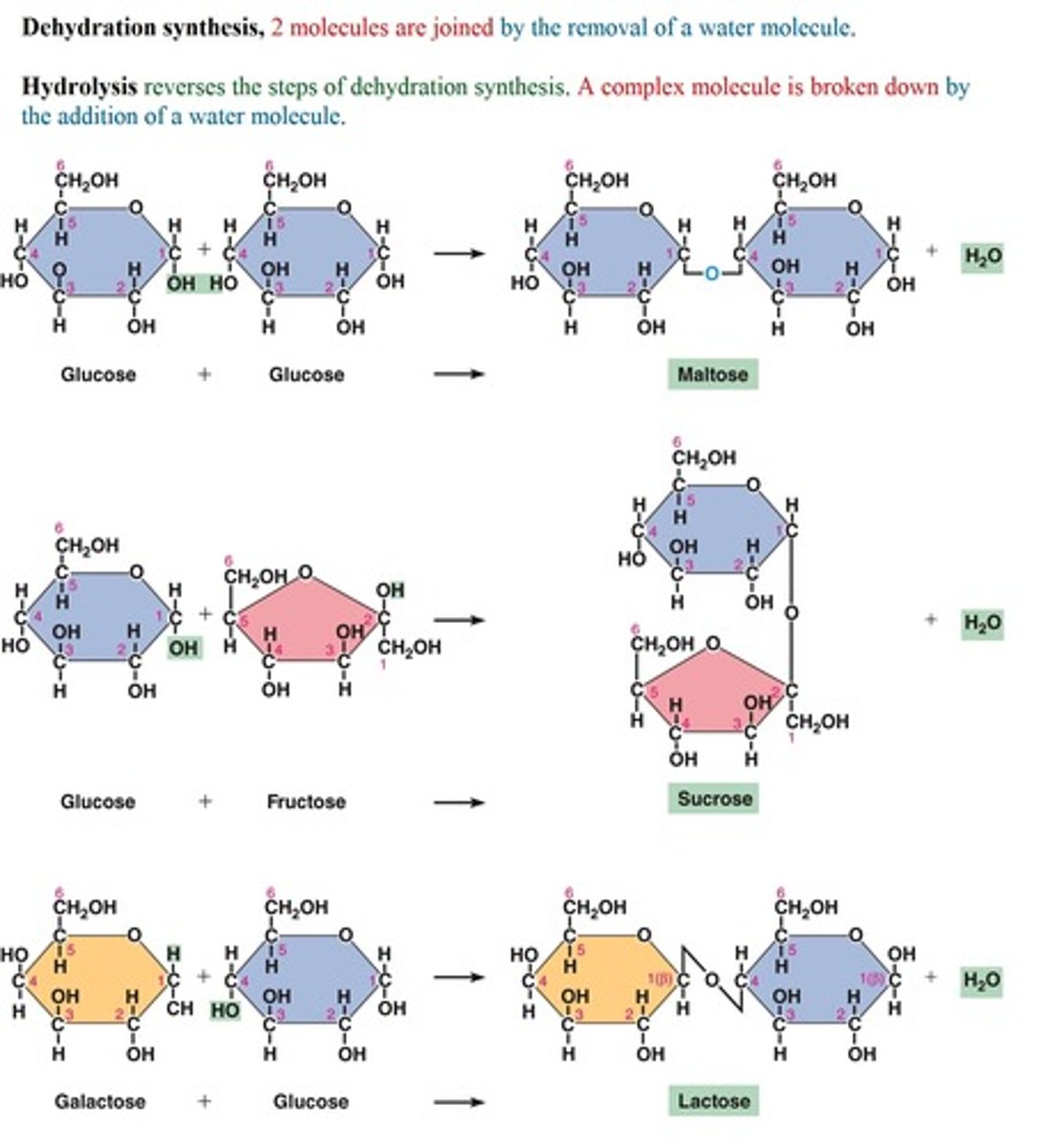 <p>* A pair of monosaccharides (It's double sugars (two)</p><p>- involves dehydration synthesis (2 molecules are joined by the removal of a water molecule.)</p><p>- Used for energy</p><p>* Examples</p><p>- sucrose (glucose + sucrose) – table sugar</p><p>- lactose (galactose + glucose) – milk sugar</p><p>- maltose (glucose + glucose) – malt sugar</p>