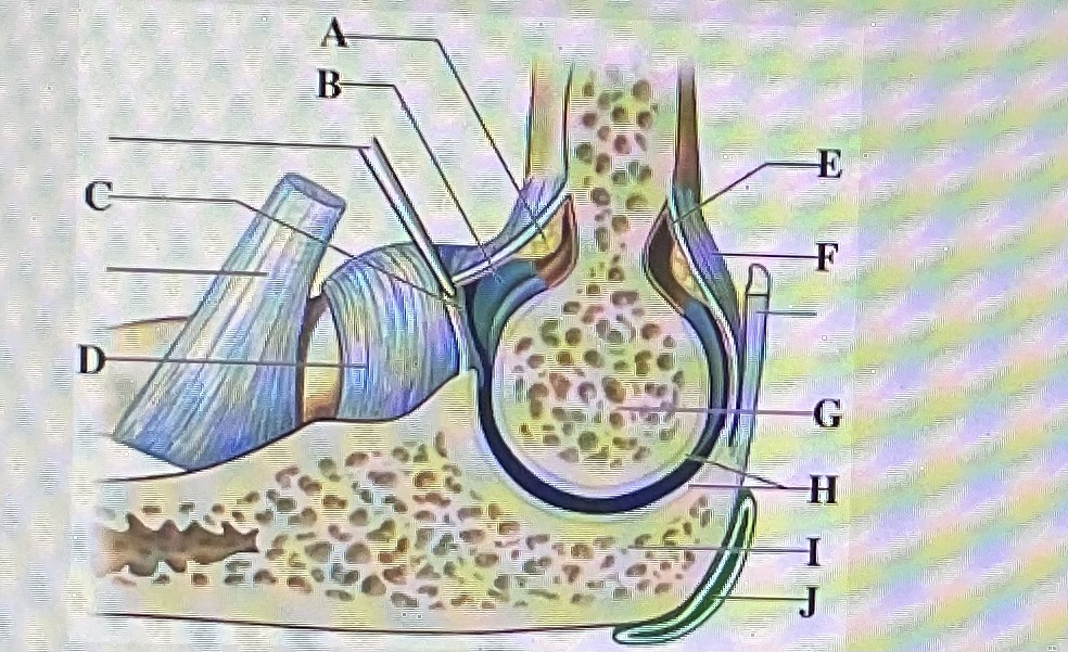 <p>in the figure above letter ___ is the head of the radius and letter ___ is the trochlea </p>