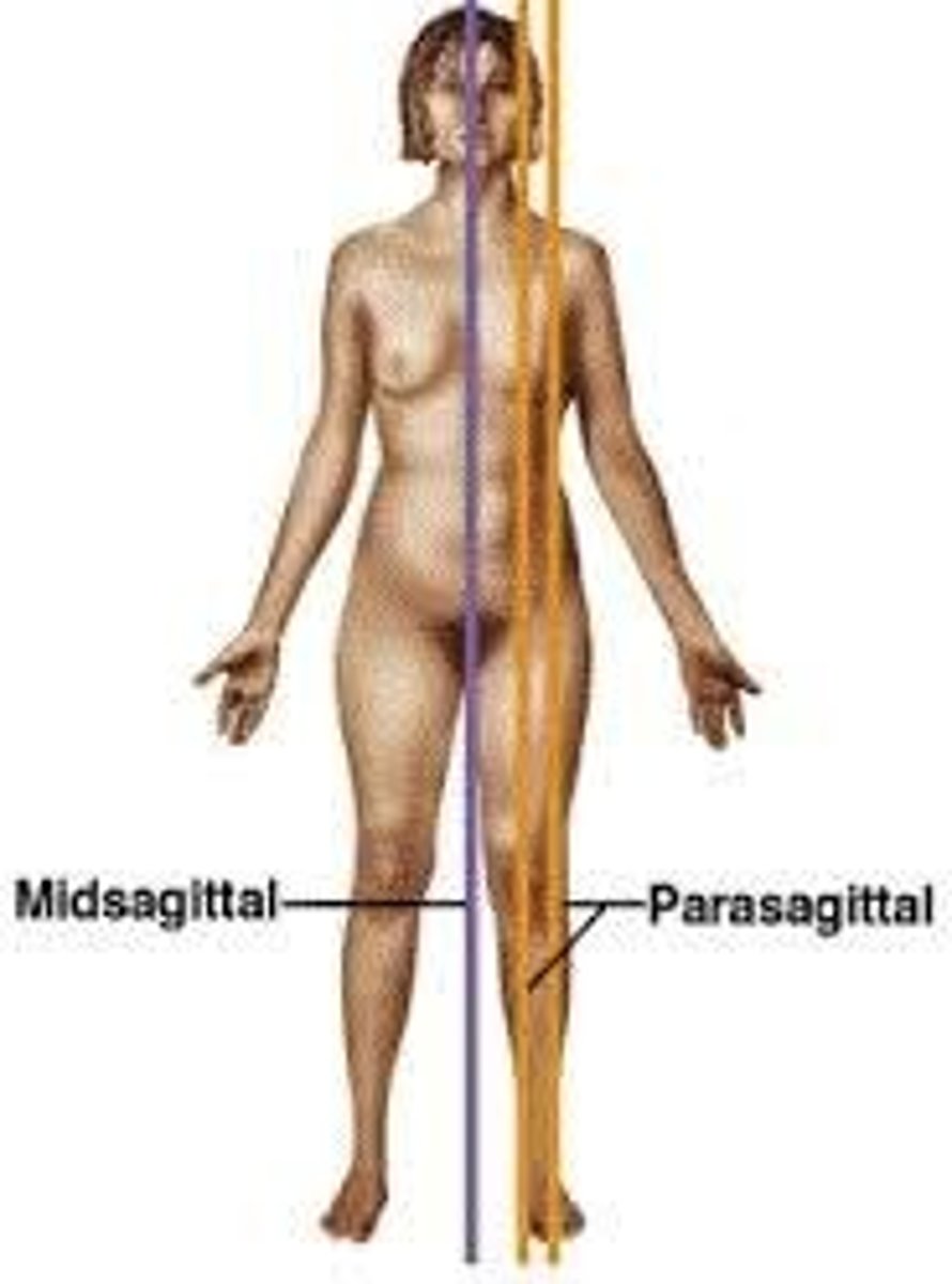 <p>Divides body into unequal right and left sides</p>