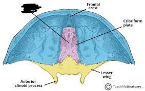<p>bony marking?</p>