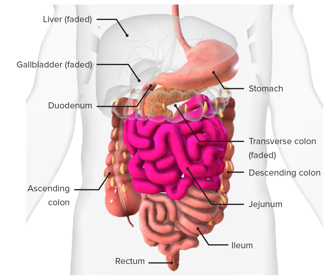 <ul><li><p>Food passes from the stomach into the small intestine. =&gt; Main function in the digestion and absorption of nutrients</p></li><li><p>Duodenum contain glands that secrete mucus and receive the pancreatic secretions and the bile from the liver through a common duct.</p></li><li><p>Jejunum and Ileum contain folds and villi (Ileum fewer than Jejunum)</p></li></ul>