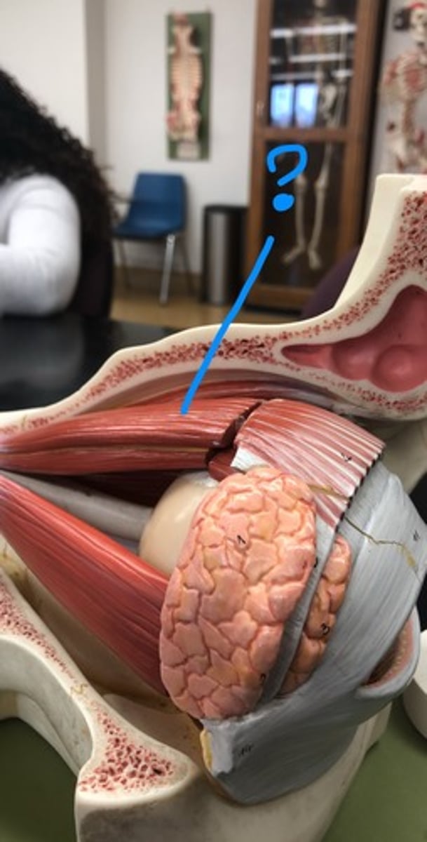 <p>connects to eyelid</p>