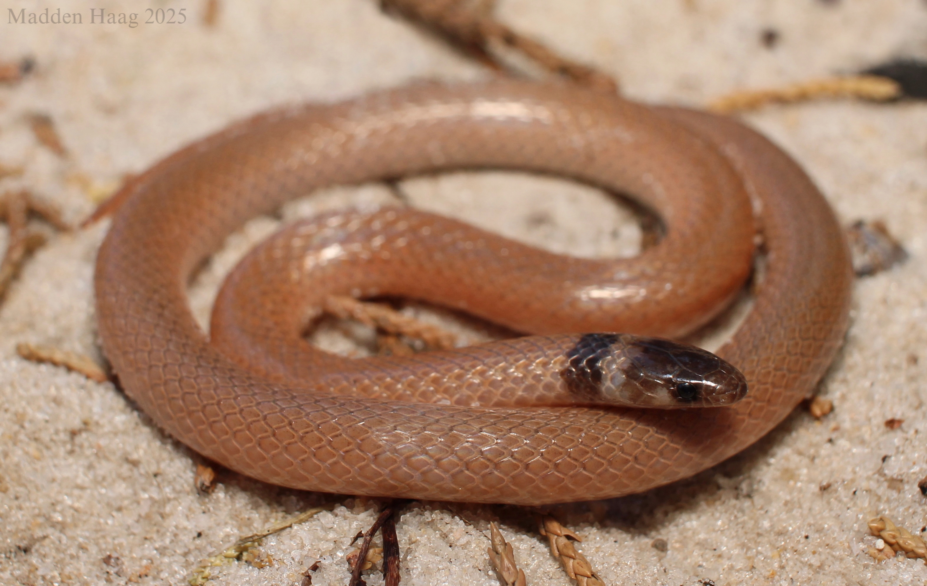<p>Family: Colubridae</p><p>Latin: Tantilla coronata</p><p>Southeastern Crowned Snake</p>