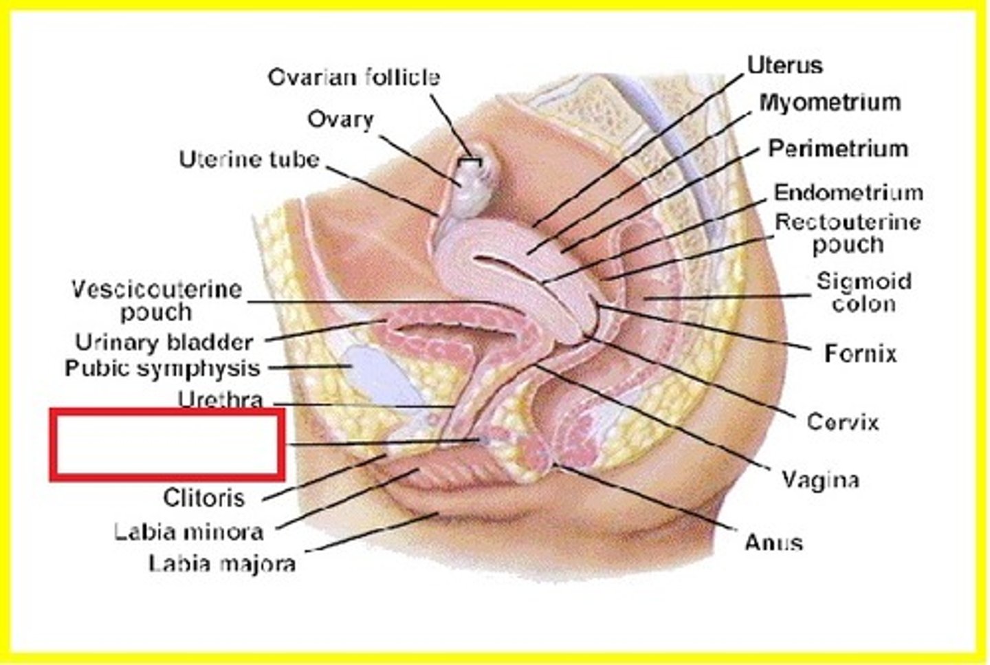 <p>near posterior vestible; secrete mucus into vestibule near orifice of vagina</p><p>-behind paraurethral glands</p>
