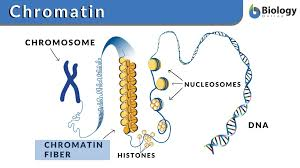 <p>DNA wrapped around a histone core</p>