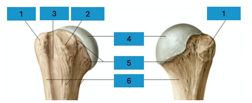 <p>Proximale humerus</p>
