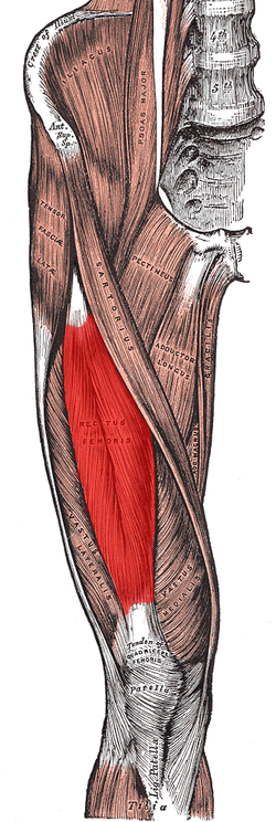 <p>extends the knee, flexs the hip</p><p>O:Anterior inferior iliac spine</p><p>I:tibial tuberosity and patella</p>