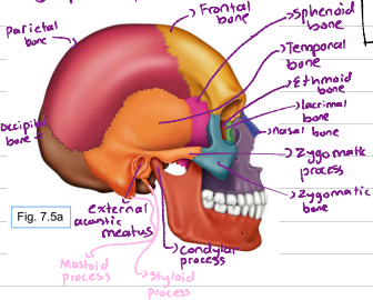 <p>Protect the brain. Most skull bones are flat bones, united by sutures (interlocking joints). The cranial bones enclose and protect the brain.</p><p>8 total bones. Paired bones are parietal, temporal. Unpaired ones are frontal, occipital, sphenoid and ethmoid.</p><p>The cranium can be divided into the vault and base.</p>