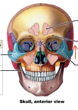 <p>Rounded passageway for blood vessels and/or nerves</p>