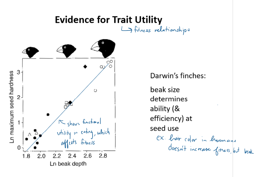 <p>differing abilities correlate to a different fitness advantage <br>ex. different beak sizes more effective at different size seeds</p>
