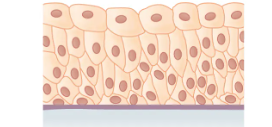 <p>What is the layer and shape of this epithelium?&nbsp;</p>
