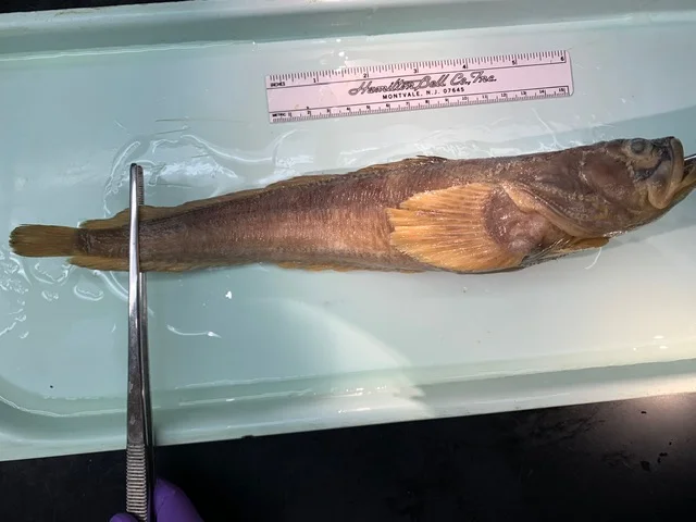 <p>What fish is this?</p>