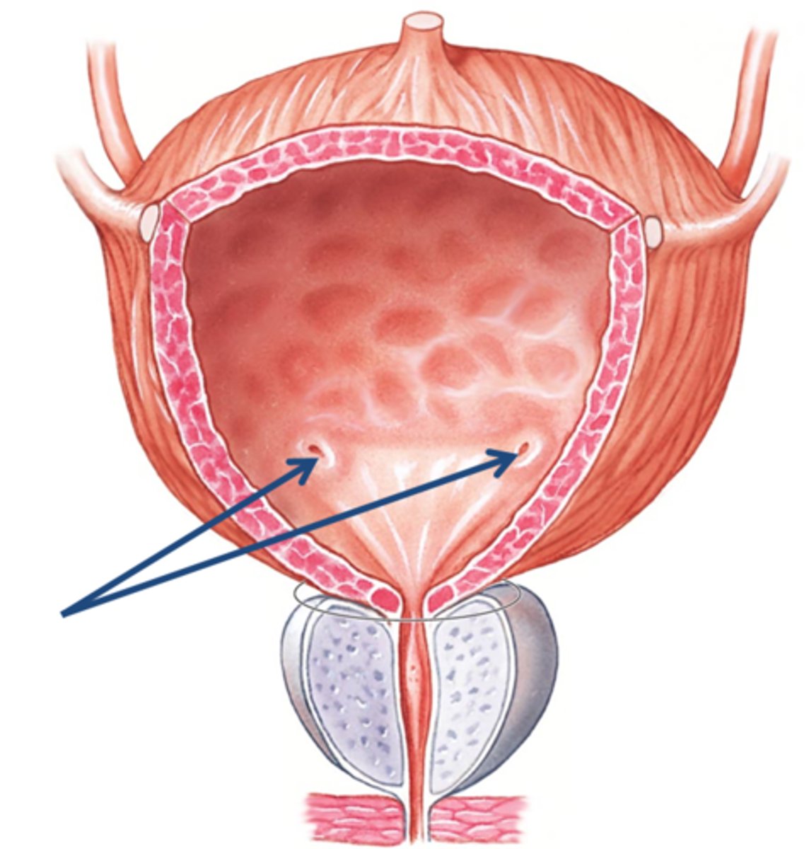 <p>Name these OPENINGS</p>