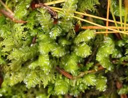 <p>What plant is this</p>