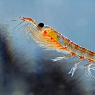 <p>Macrozooplankton related to Shrimp</p>