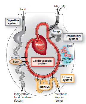 The urinary system and homeostasis.