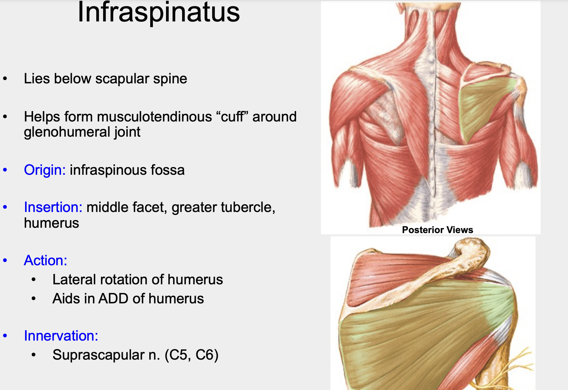 
1. lateral rotation of humerus (primary function)
2. aids in ADD of humerus