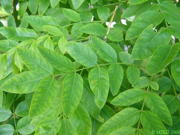 <p><span>jerlín japonský</span></p>