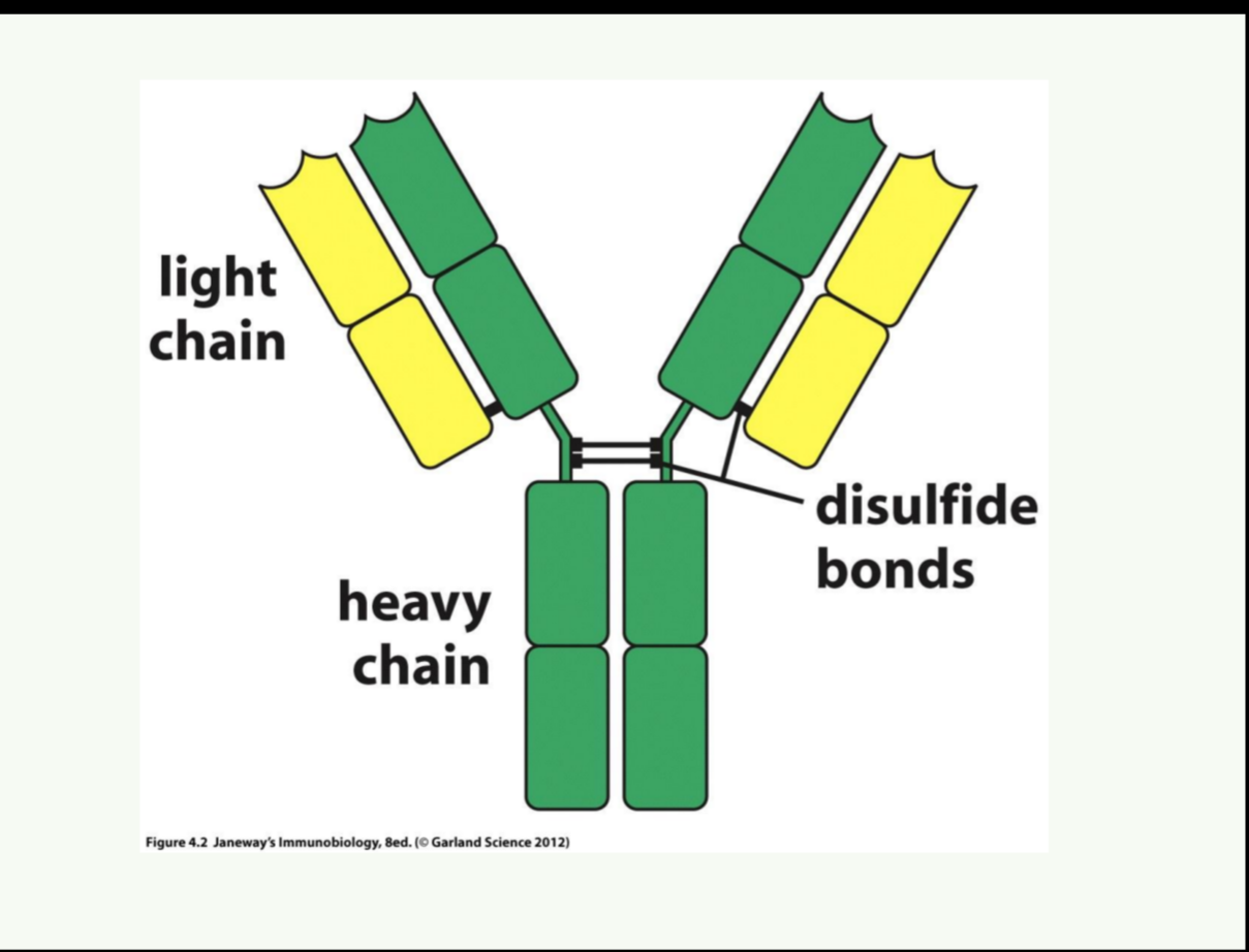 <p>Antibodies are Y-shaped proteins composed of two heavy chains and two light chains, connected by disulfide bonds, with variable regions that bind to specific antigens. </p>