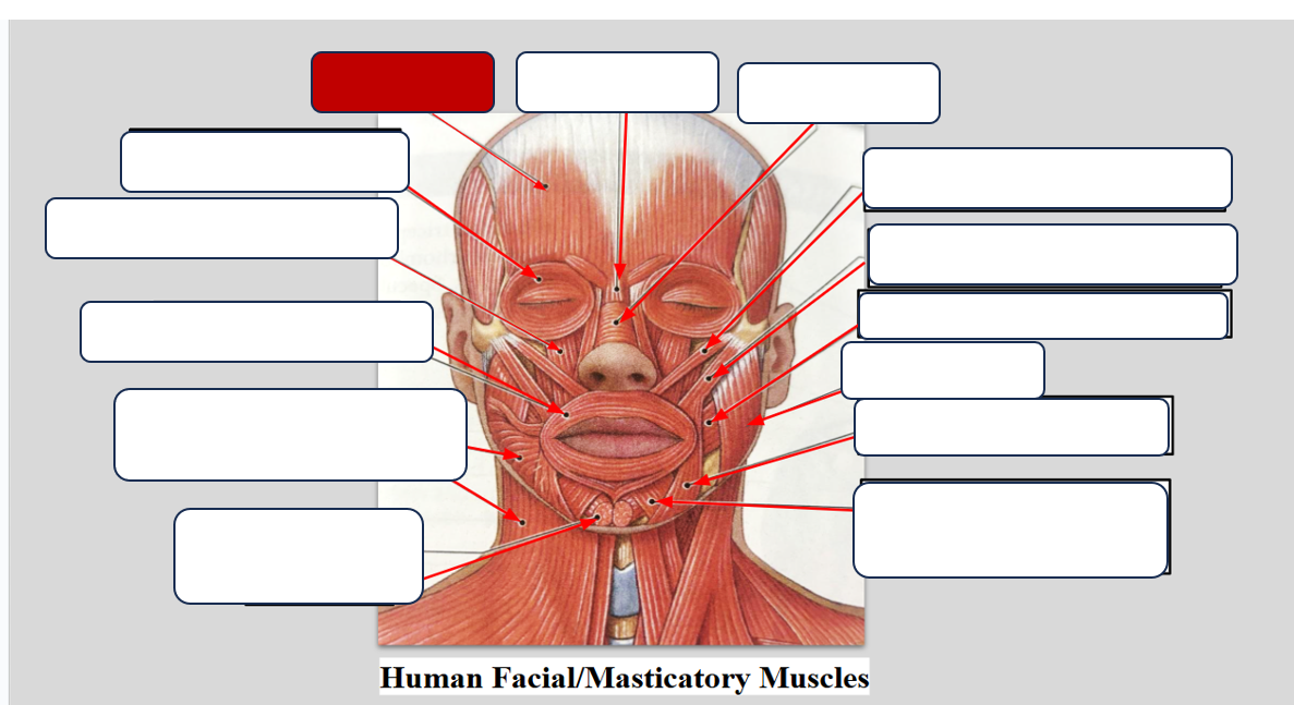 <p>Label the muscle.</p>