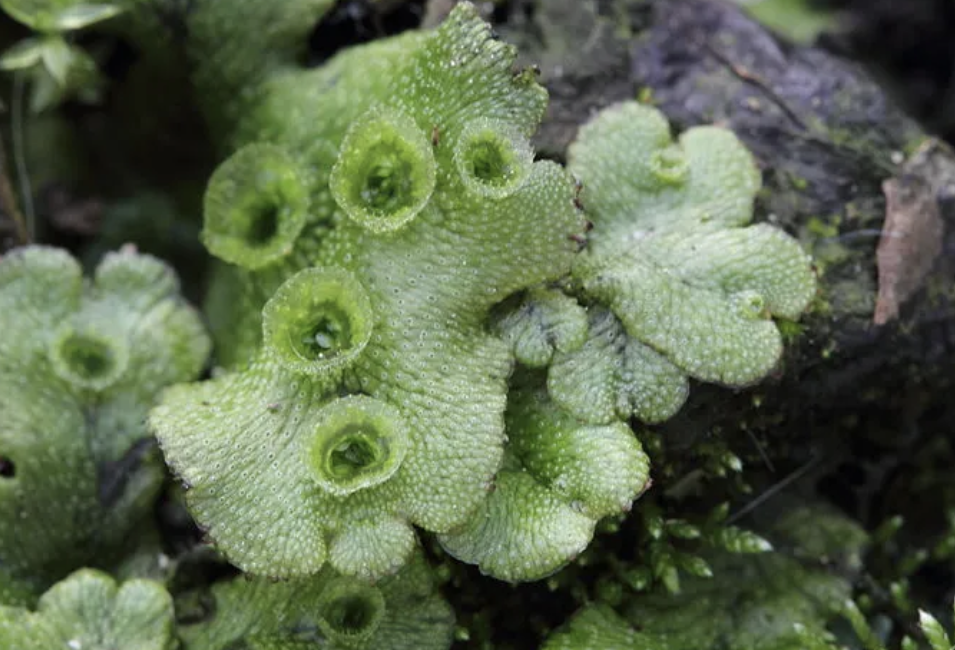 <ul><li><p>no vascular tissue </p></li><li><p>reproduce w/ spores </p></li></ul><p></p>