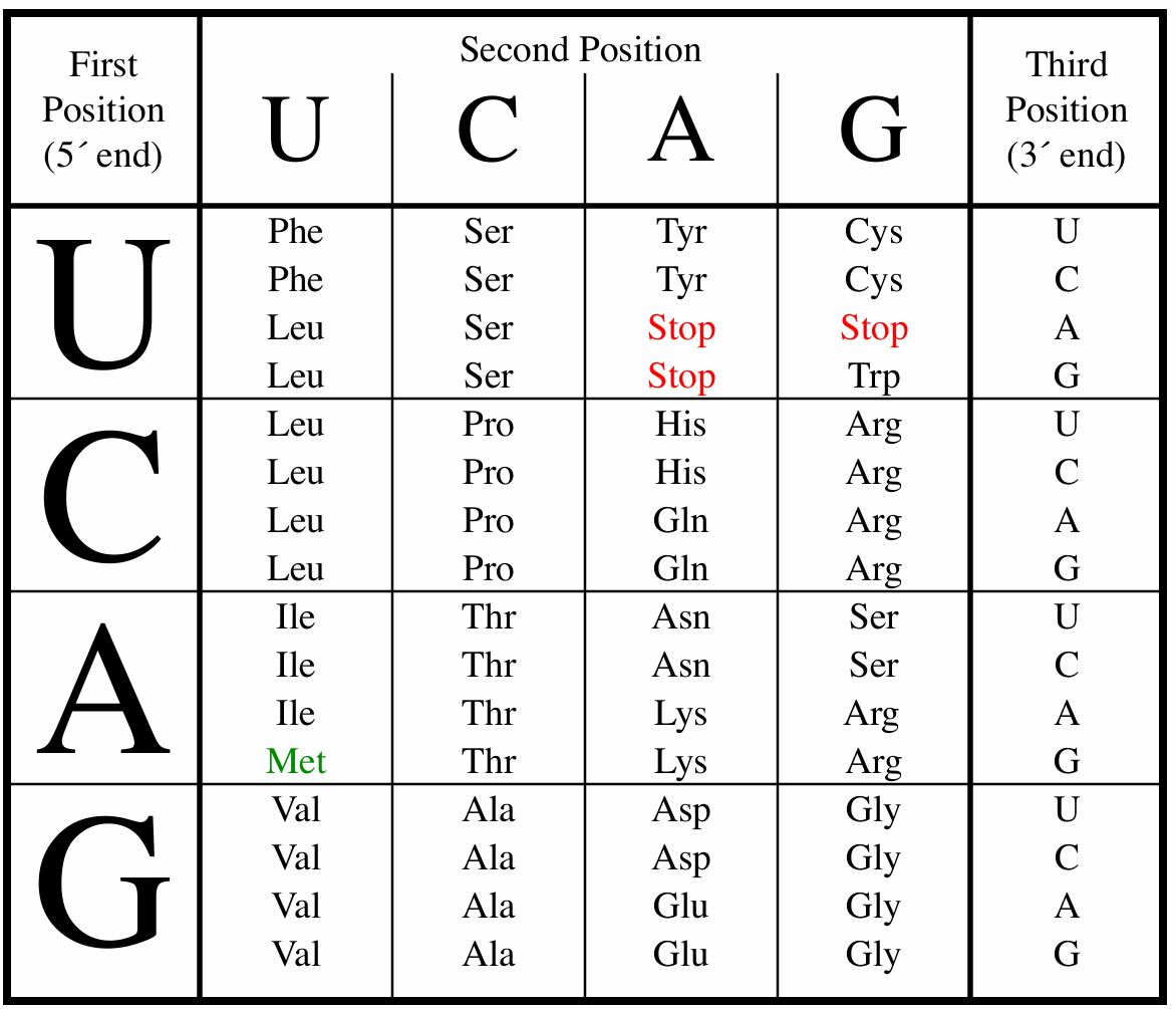 <p>Locate the first base on the left, the second base on the top, and the third on the right to find the corresponding amino acid.</p>