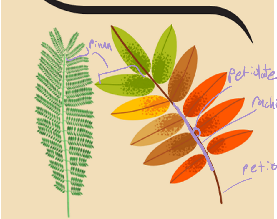 <p>pinna - the leaf&nbsp;</p><p>petiolate - the little branch that connects the pinna and the rachis</p><p>rachis - the stem that holds all the leaves (pinna)</p><p>petio - the stem that connects the plant to the branch (no pinnas attached)</p>
