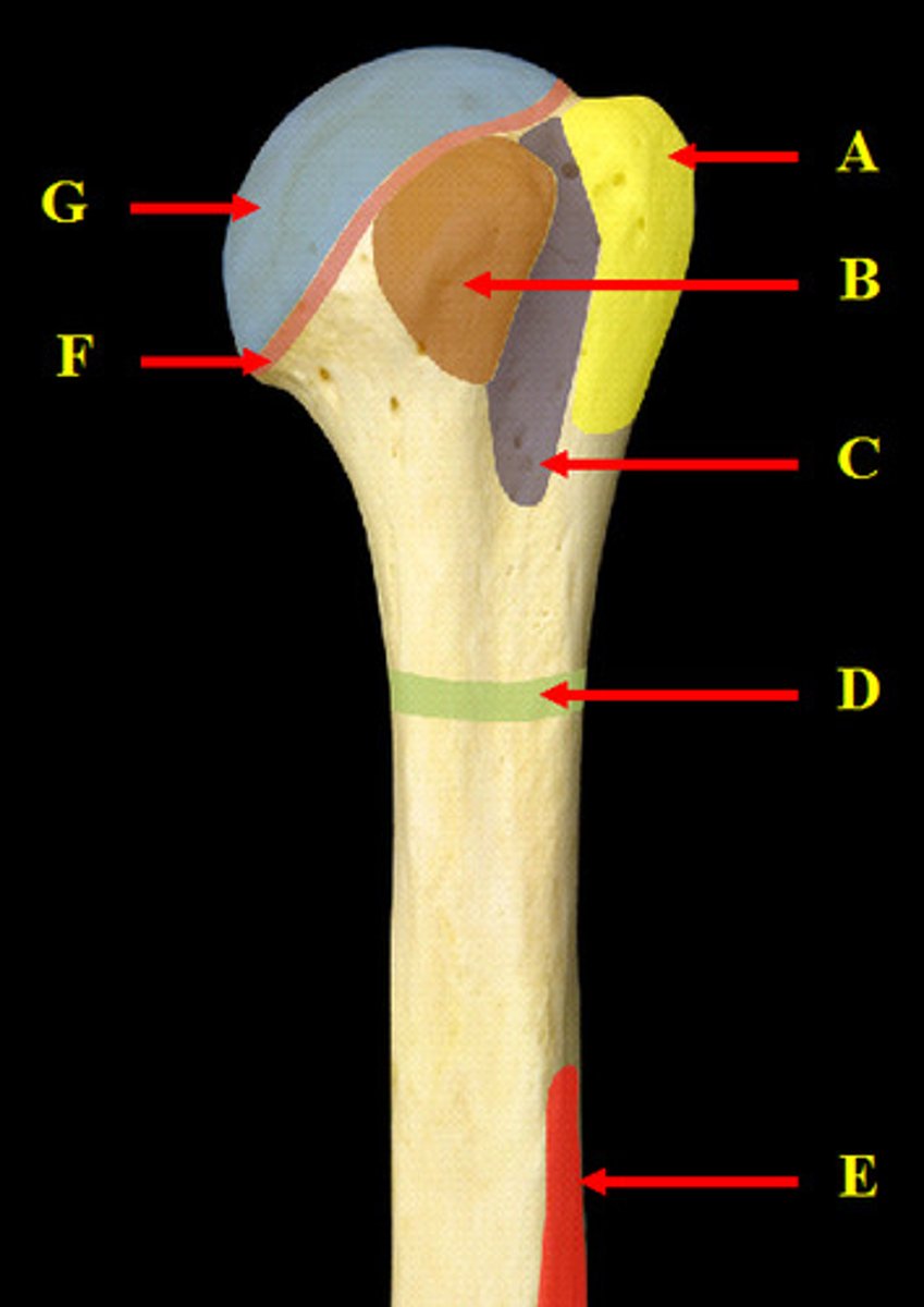 <p>B</p>