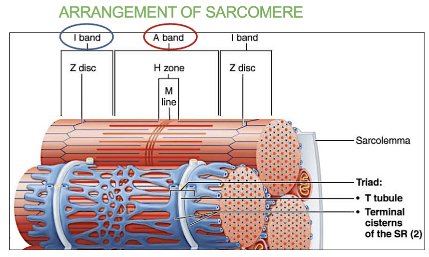 <ul><li><p>the <strong>region of the sarcomere that contains <u>thick filaments</u> (myosin)</strong></p><p>(It appears <strong>dark→ dark band)</strong></p></li></ul><p><u>Red thick lines</u></p><p><br>→ does not move/change in length during contractions</p>