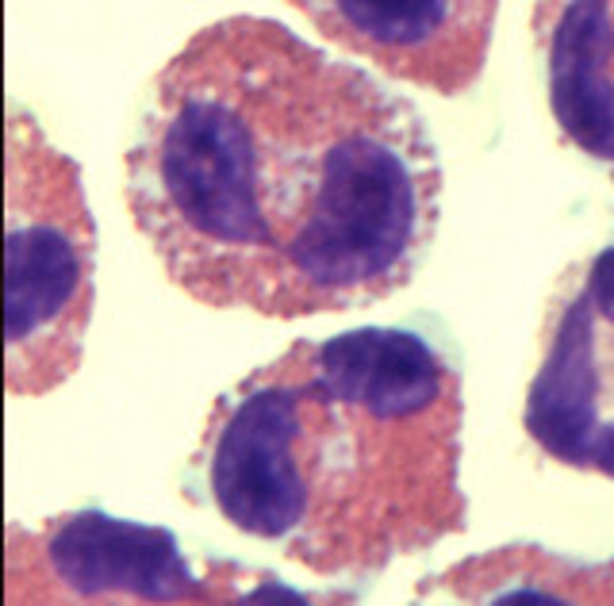 <p>Structure: Nuclei has two lobes, they stain orange/red<br><br>Function: A WBC that digests and destroys parasitic worms, they also play a role in allergy and immune response</p>