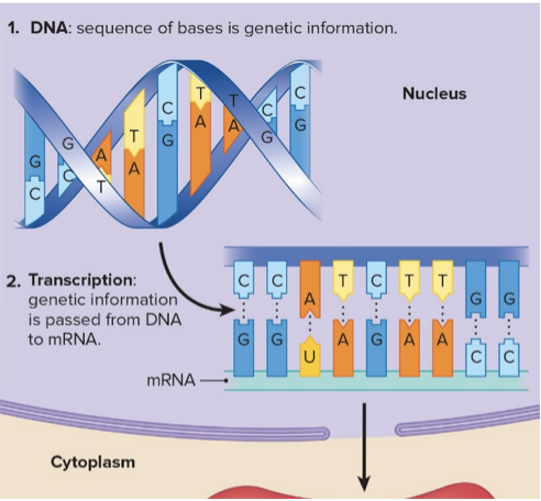 <ul><li><p>DNA molecule is used as template to make an RNA molecule</p></li><li><p>Happens in nucleus</p></li><li><p>Central Dogma</p></li><li><p>Messenger RNA (mRNA)</p></li><li><p>RNA moves from nucleus to cytoplasm of the cell through nuclear pore</p></li></ul>