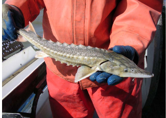 <p>CLASS ACTINOPTERYIII<br>Subclass Chondrostei<br>Order ACIPENSERIFORMES</p><p>Family Acipenseridae</p><p><br>Appeared 250-200 million years ago<br>Cartilaginous skeleton (but have the ray fins)<br>Egg-laying, external fertilization<br>Gills, not lungs<br>No scales – skutes<br>Physostomous swim bladder<br>Heterocercal tail</p><p>• Five rows of bony scutes along the body</p>