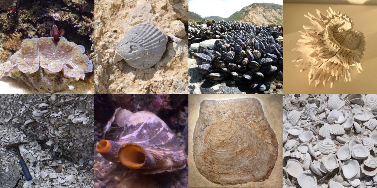 <p>clams, scallops, oysters, mussels, shipworms</p><p>2 shells, sedentary, suspension feeders </p><p>reduced head and no radula</p>