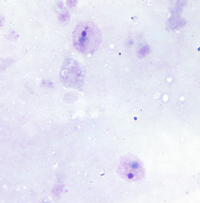 <p>Dr. Vicente Y. Belizario Jr.</p>