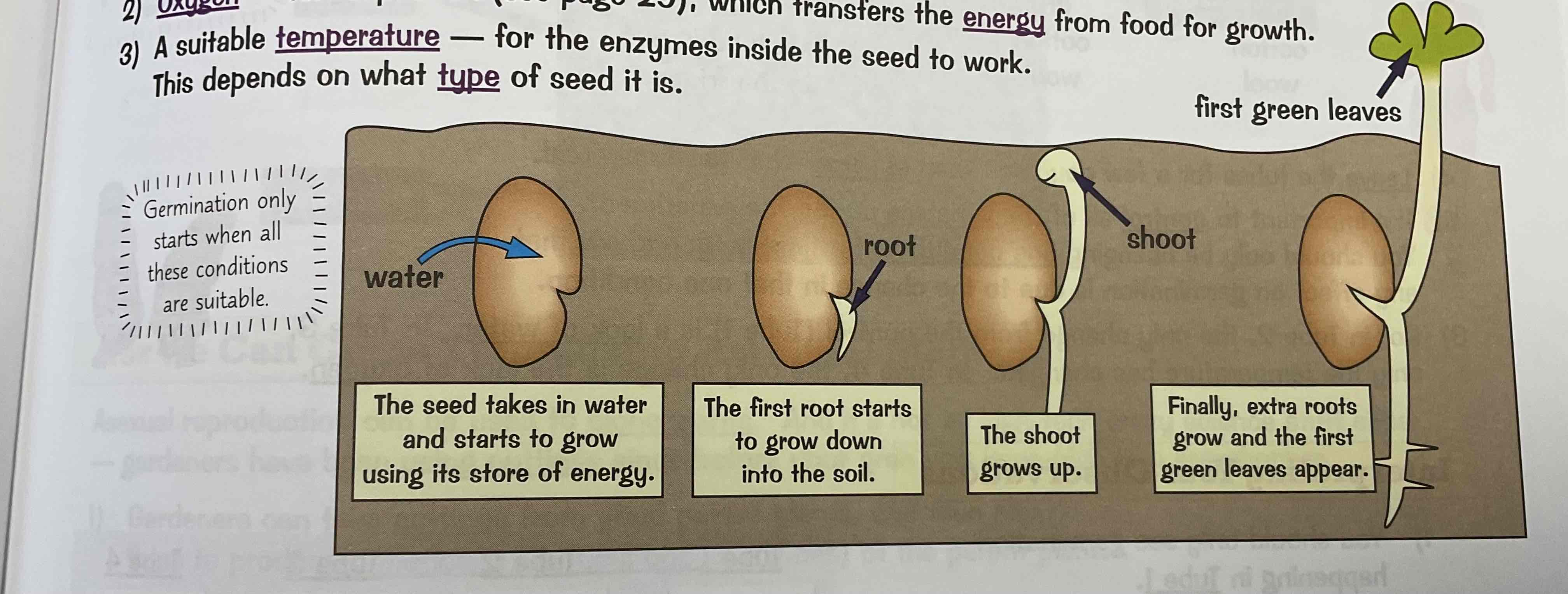 <p>WATER - to activate enzymes that break down food reserves in the seed</p><p>OXYGEN - for respiration, which transfers the energy from food for growth</p><p>A suitable TEMPERATURE - for the enzyme inside the seed to work. This depends on what type of seed it is. </p>