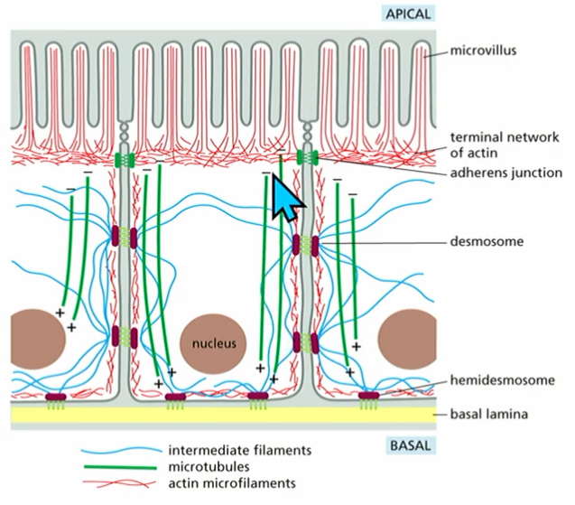 <p>Polar…</p><ul><li><p>microtubules: transport vesicles and proteins to ends of cell</p></li><li><p>actin: define cell shape and behaviour</p></li><li><p>intermediate filament: contribute to cell polarity</p></li></ul><p></p>