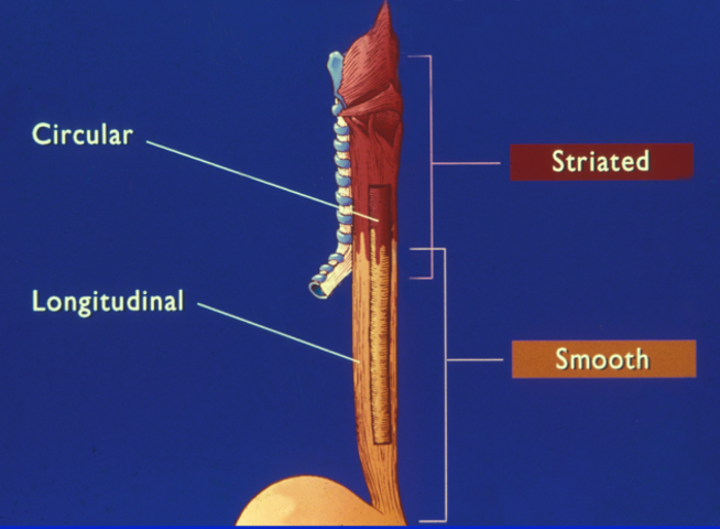 <p>lower 1/3</p><p>smooth muscle</p><p>involuntary </p>