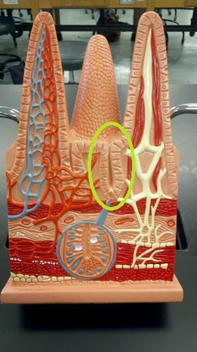 <p>name this structure</p>