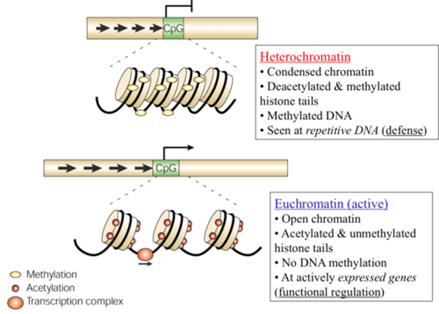 <p>DNA methylation</p>