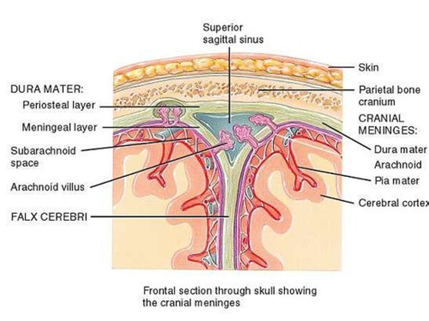 <p>Dura mater, arachnoid, and pia mater.</p>
