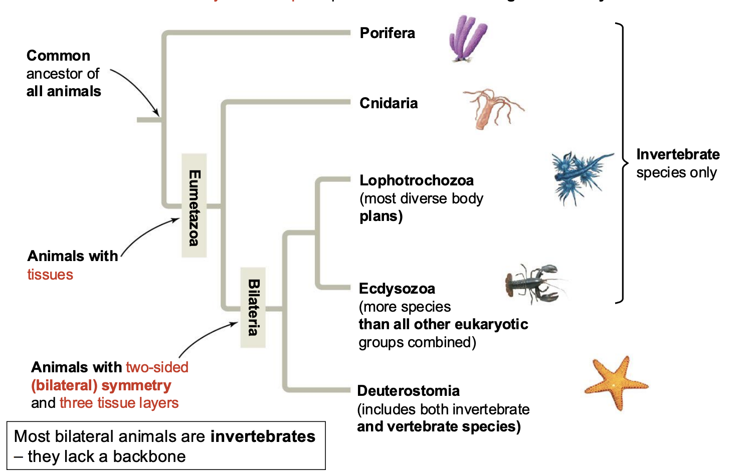 <p>evolutionary relationships</p>