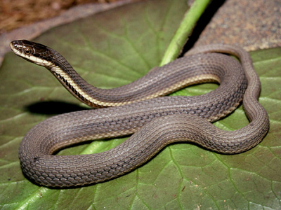 <p><span style="font-family: &quot;Times New Roman&quot;, serif">Has a long, yellow-colored stripe running along the length of its body near the base of each of its sides and brown stripes along the underbelly.</span></p>