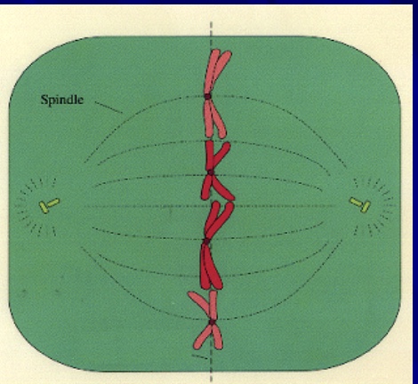 <p>what phase is this cell in&nbsp;</p>