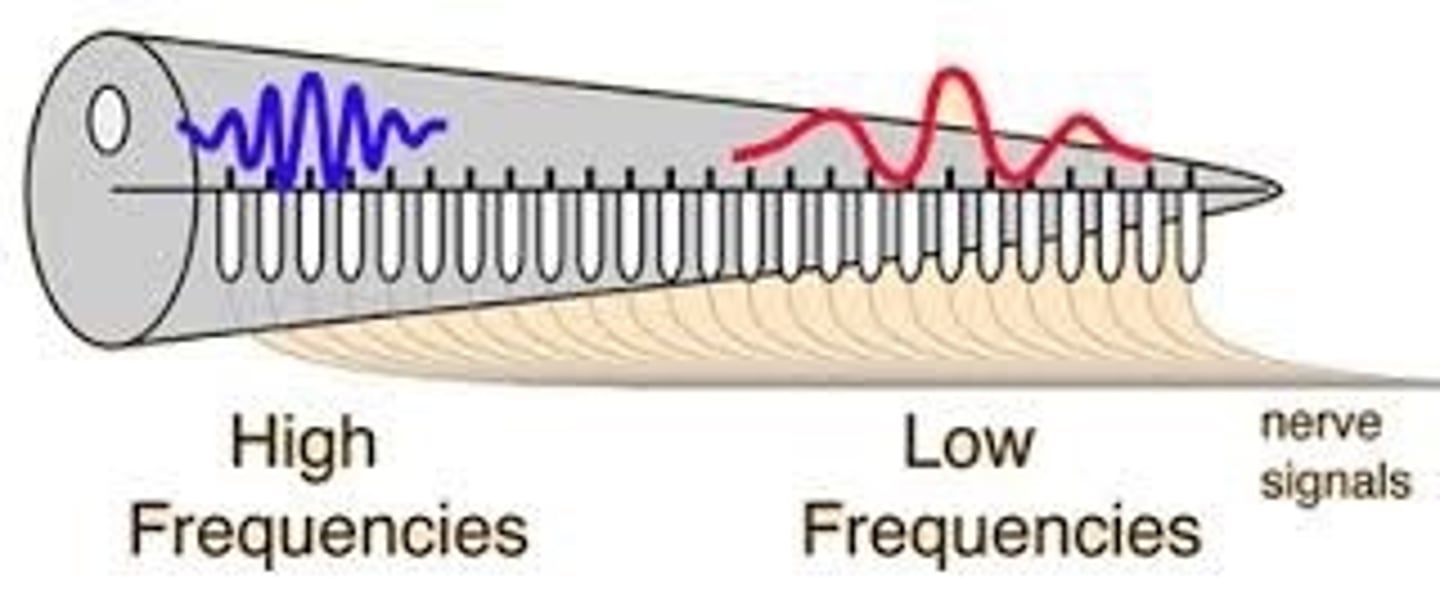 <p>the theory that the rate of nerve impulses traveling up the auditory nerve matches the frequency of a tone (e.g., a tone measuring 600 hertz will be transduced into 600 nerve impulses a second)</p>