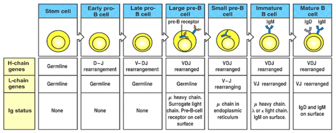 <p><strong>1. Signal Recognition:</strong> Recombination Signal Sequences (RSS) mark the boundaries of gene segments (V, D, and J) that need to be rearranged.</p><p><strong>2. D-J Joining:</strong> In the germline DNA, D (diversity) and J (joining) segments are spliced together.</p><p><strong>3. DJ-V Joining:</strong> The DJ complex is then joined with a V (variable) segment to form a complete VDJ segment.</p><p><strong>4. Gene Transcription:</strong> The newly formed VDJ complex is transcribed into RNA, including the VDJ segment.</p><p><strong>5. RNA Splicing:</strong> The VDJ RNA segment is spliced with a constant (C) region to create the full mRNA.</p><p><strong>6. Translation:</strong> The mRNA is translated into a unique antigen receptor protein, which will be expressed on the surface of B cells or T cells.</p><p><em>*This process is similar for the B cell receptor light chain and T cell receptor α, β, γ, and δ chains. This recombination processes occurs first in the heavy chain and then light chain in B Cells.</em><br><br><a target="_blank" rel="noopener noreferrer nofollow" class="link" href="https://www.youtube.com/watch?v=h9mqsllg1Cs" download="true">Video</a></p>