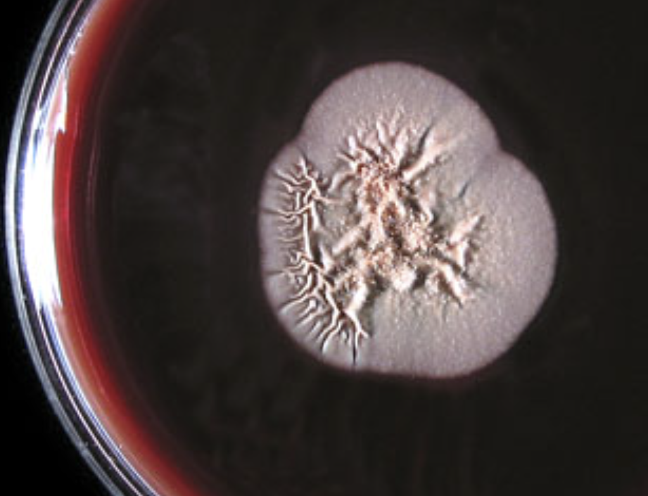 <p>What organism is this, and at what temperature?</p>