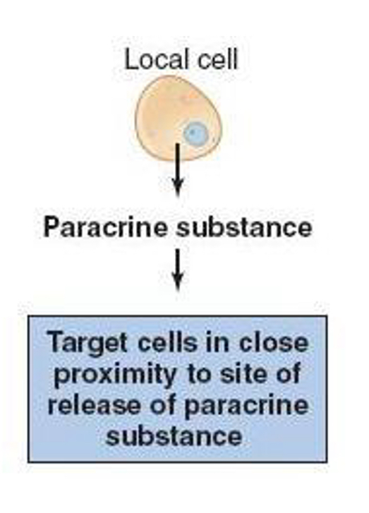 <p>paracrine signaling</p>